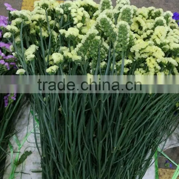 Multi Colored Cut Fresh Flowers Statice Yellow From YUNNAN photo-4