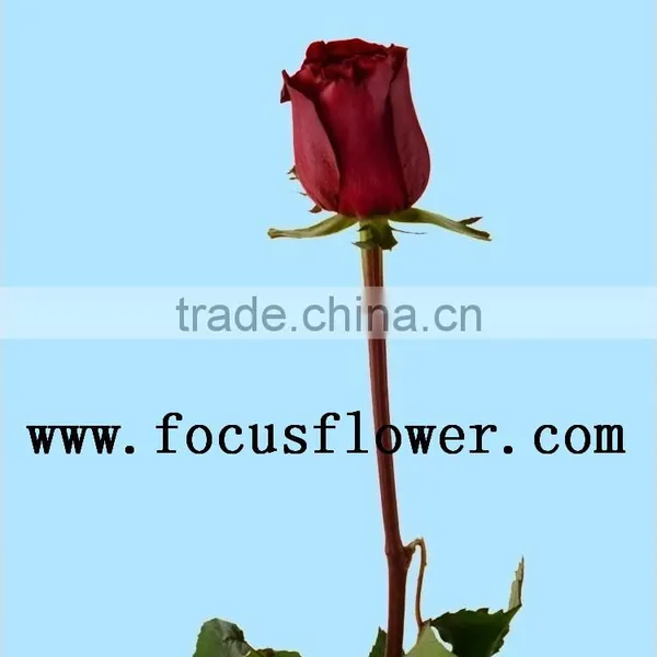 Supply Roses Flowers Fresh Cut White Color Rose Flowers Black Magic Rose With 0.8_1.2kg/bundle From Yunnan photo-4