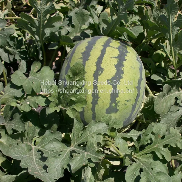 TAW Seedless F1 Hybrid Watermelon Seed Green RED photo-4