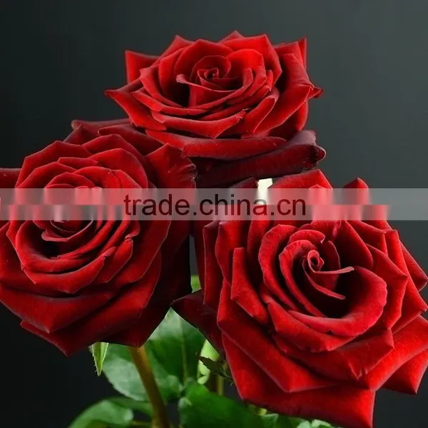 China Crazy Selling China Fresh Black Magic Rose Flower photo-2