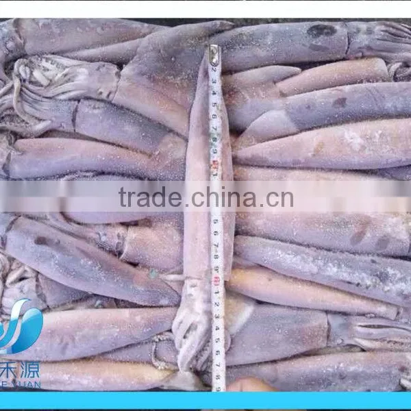 (squid Tube Squid Wings) Frozen Illex Squid photo-2