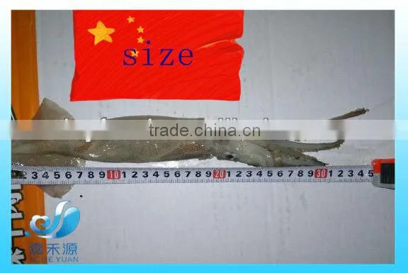 Frozen Whole Illex Squid photo-2