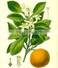 Neroli Oil Katyani Exports