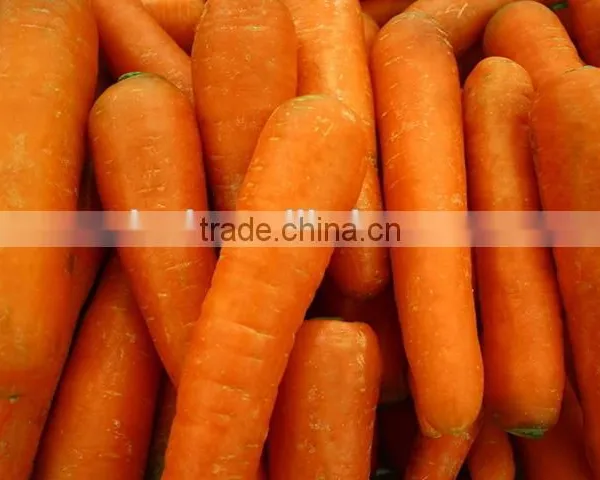 New Crop Chinese High Quality Fresh Carrot for Sale / Boil Carrots / to Make Carrot Cake photo-2