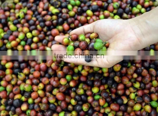 Vietnam Robusta Coffee Bean photo-3