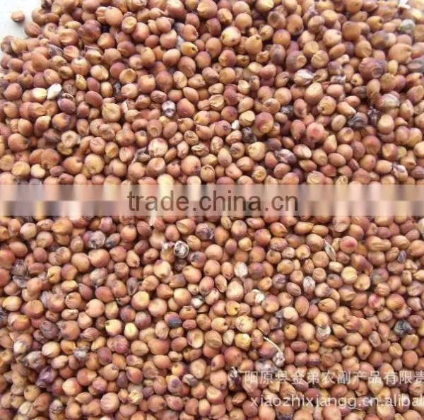 Red Sorghum Market Price With New Crop photo-3