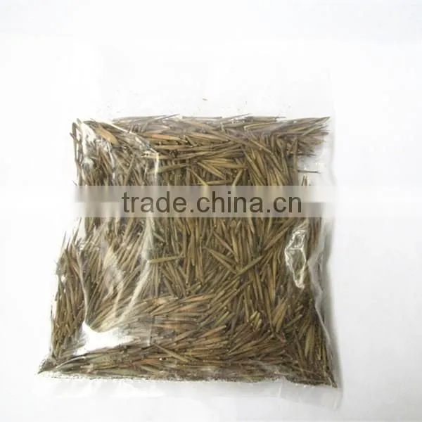 Moso Bamboo Seeds for Sales photo-3