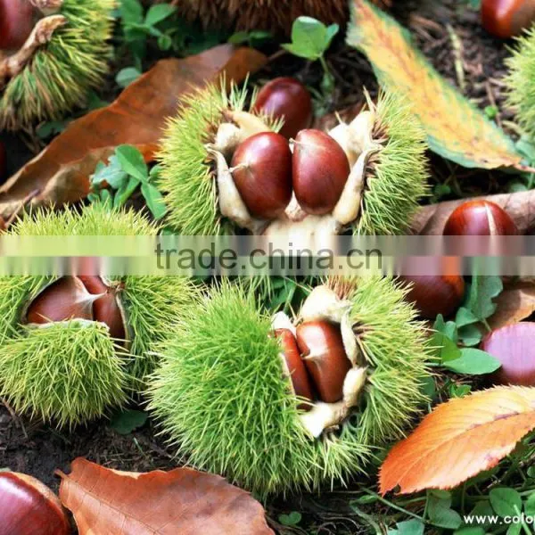 2015 Chestnut Fresh and Sweet photo-4