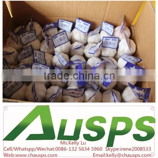 China Fresh Pure White Garlic Price photo-2