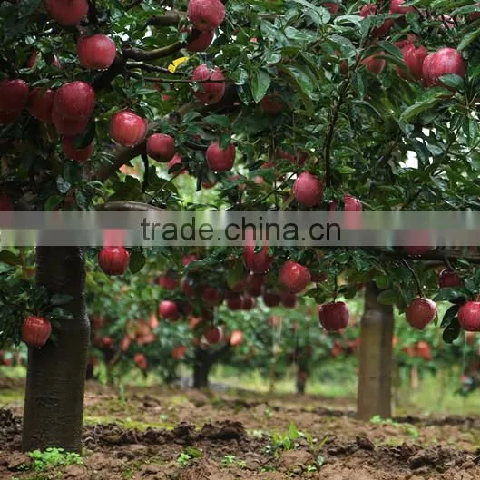 Fresh Huaniu Apple From Gansu Province Fresh Huaniu Apple photo-4