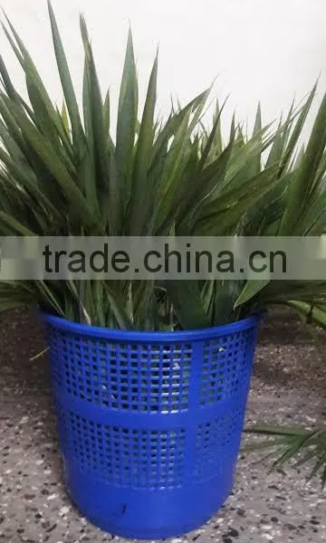 Fresh Bamboo Leaves photo-2