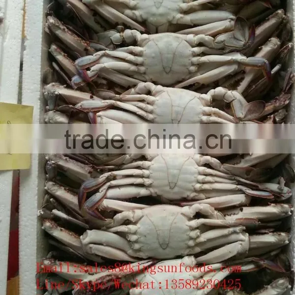 Wholesale Frozen Blue Swimming Crab for Hot Sale photo-2