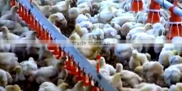 Chicken Feeders And Drinkers/Broiler Feeder And Drinkers/Turkey Feeder And Drinkers photo-4
