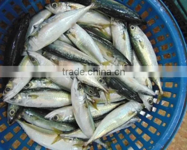 Frozen Pacific Mackerel Fish Newest photo-2