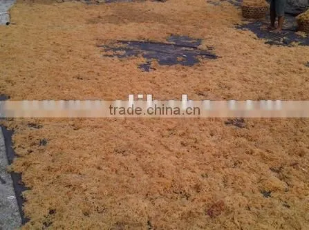 Eucheuma Spinosum With Good Price