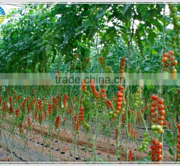 Low Cost PEP Plastic Film Covering Tunnel Tomato Greenhouse photo-2