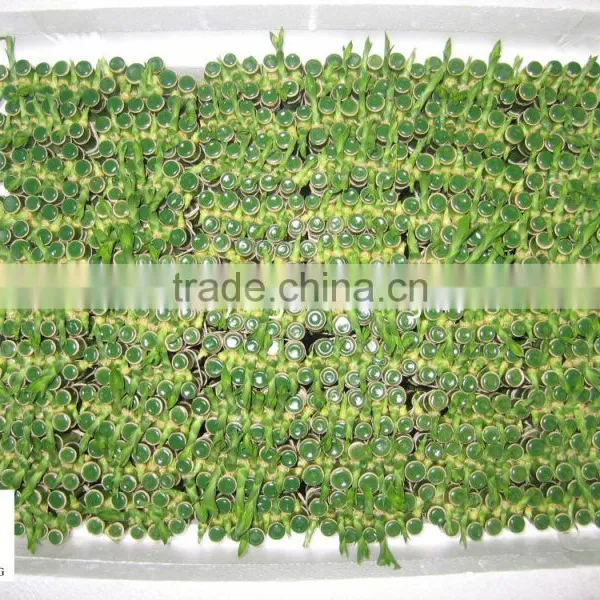 Spiral Lucky Bamboo High 40cm,45cm,50cm,60cm,70cm,80cm,90cm,1m photo-3