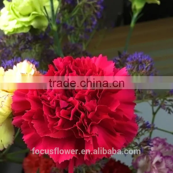 Perennial Flowering Plant Fresh Cut Big Muma Carnation for Opening Ceremony photo-2