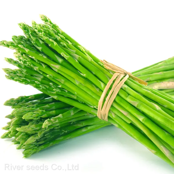 80pcs Asparagus Seeds Vegetable Garden Asparagus Sparrow Grass Asparagus Officinalis Seeds for Planting photo-2
