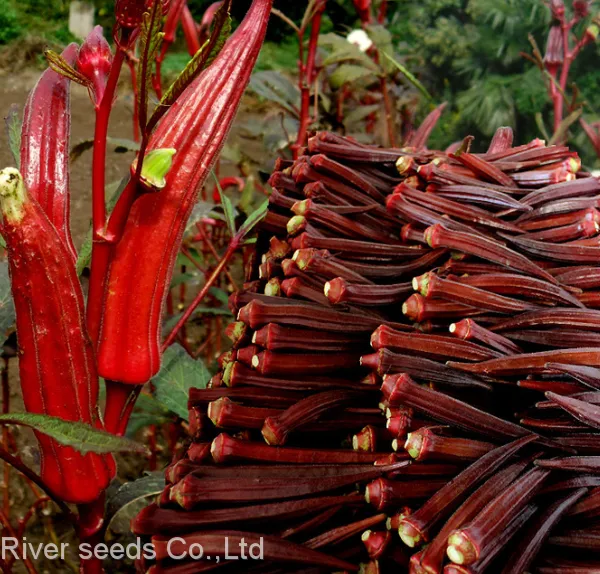 500pcs China Wholesale Hybrid Good Price Red Green Long Okra Seeds Okro Abelmoschus Esculentus Seed for Planting photo-2