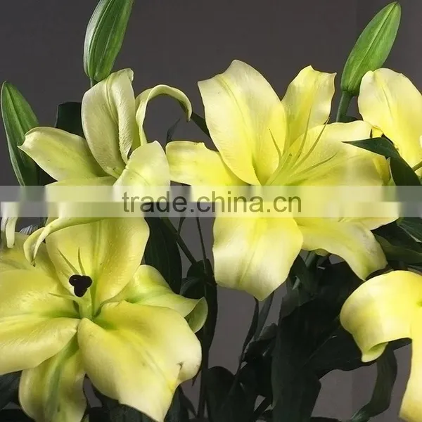 Durable Yellow King Yellow Lilies Flower photo-2