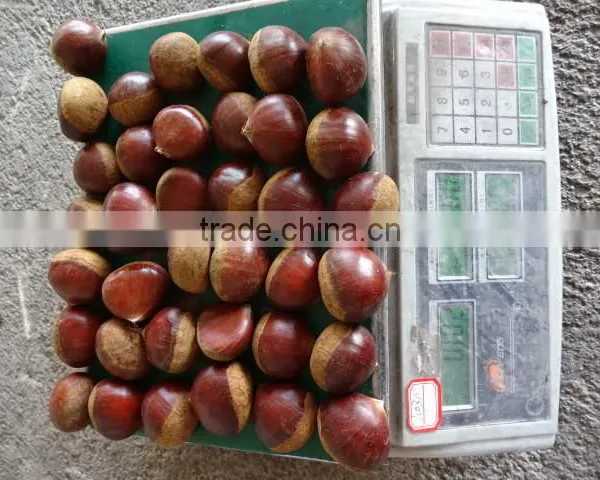 2015 Crop Chinese Shandong Origin Fresh Chestnut for Export photo-2