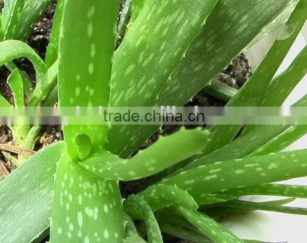 High Quality Aloe Juice Extractor Machine photo-6