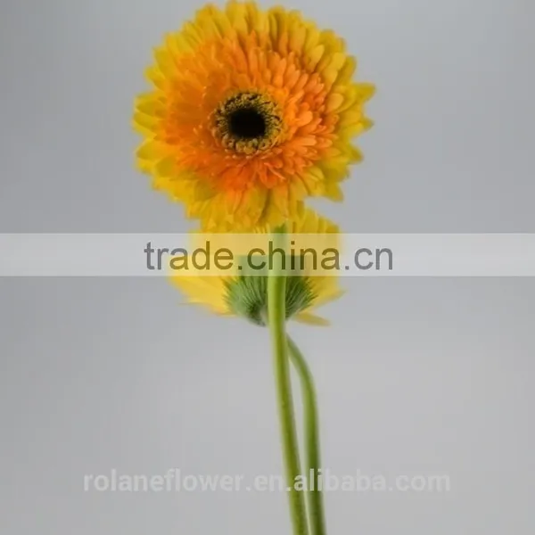 Export High Quality Foam Gerbera Flower Gerbera Flower Seeds With 70-80cm Long From Yunnan, China photo-2