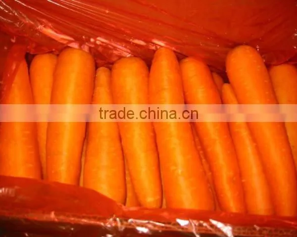 Fresh Carrot