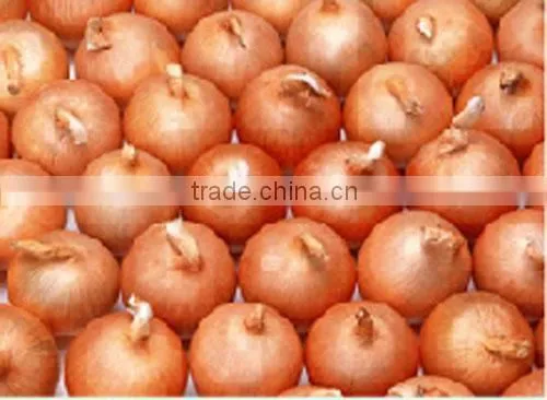 Best Pearl Onions Fresh Yellow Onion Types Low Price for Sale photo-4