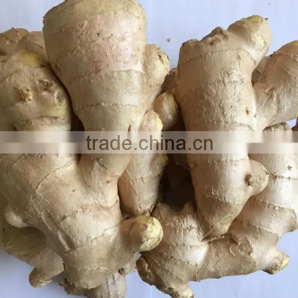 2015 New Crop Fresh Ginger, Air Dry Fresh Ginger, Chinese Fresh Ginger Price photo-3