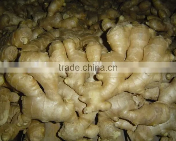 Fresh Mature Fat Ginger photo-3