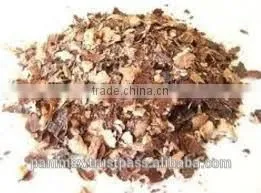 cashew testa