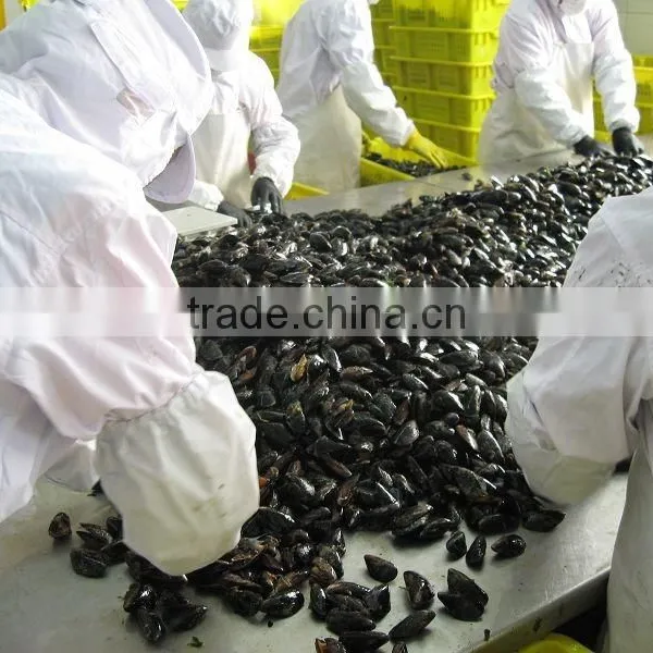 IQF Blue Mussel Without Shell