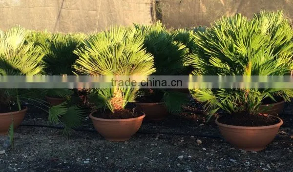 CHAMAEROPS HUMILIS VULCANO PALM TREE photo-4