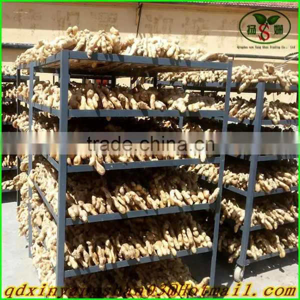 (CHINA) Red Dried Fresh Onion /Fresh Onion photo-6