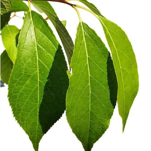 100% Pure Eucommia Extract Chlorogenic Acid Powder 5-98%（10% 25% 30% 50% 90%） (HPLC) photo-5
