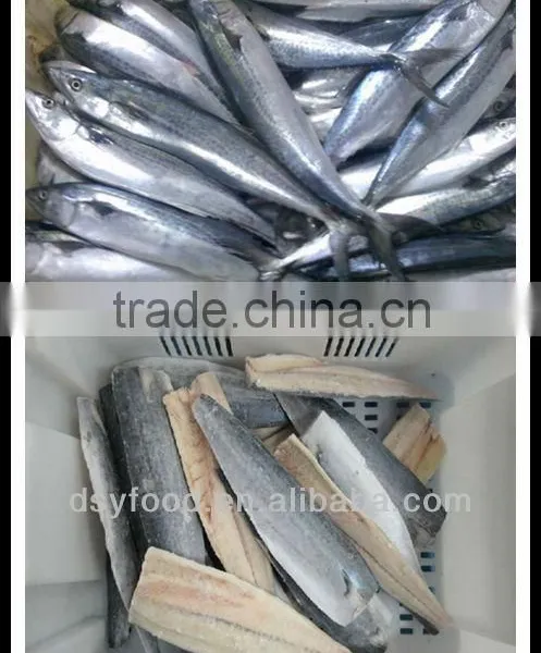 Frozen Spanish Mackerel Fillets