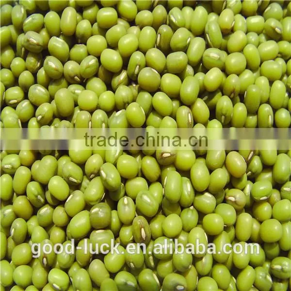 China Heilongjiang Green Mung Beans ( Food Grade) Quality Choice photo-2
