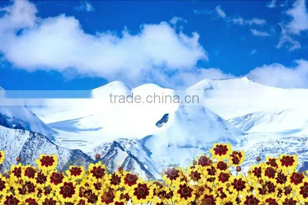 Premium Wholesale Chinese Herbal Tea Increase Immunity Tea High Mountain Herb Kunlun Snow Chrysanthemum Dried Flower Tea photo-5
