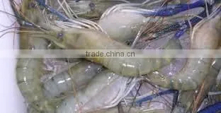 Fresh Water Prawns photo-3