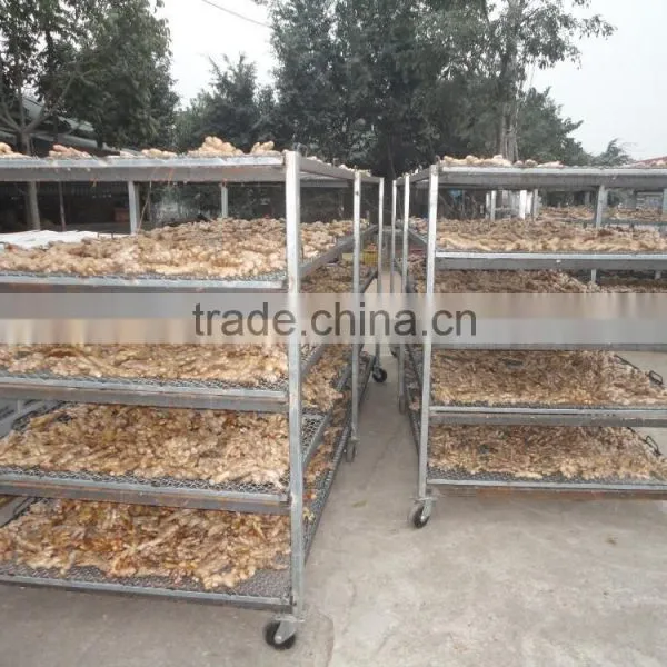 VIETNAM FRESH GINGER SIZE 150 UP photo-4