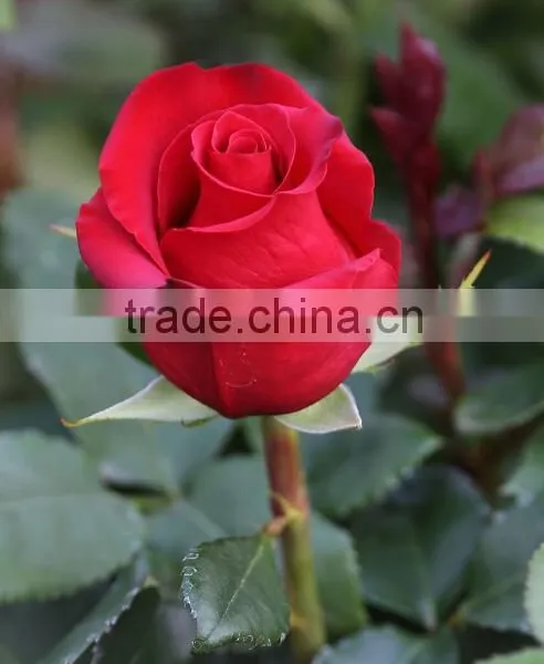 Wholesale Grade A Fresh Roses From India Fresh Rose Petals photo-5