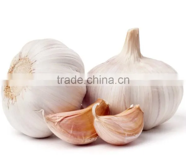 VIETNAM FRESH WHITE GARLIC OF NEW DROP 2016 photo-5