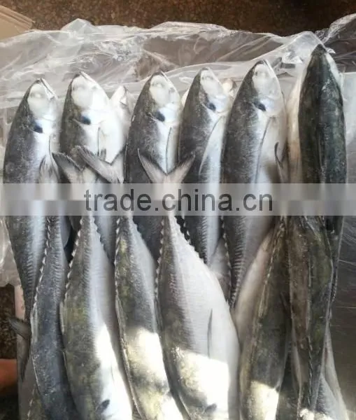 Whole Round Frozen Jack Mackerel photo-5