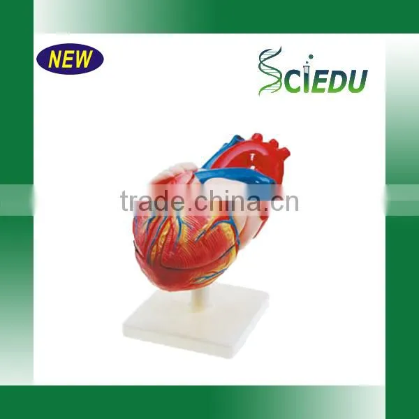 Anatomy High Quality 3 Times Life Size Jumbo Type Heart Model photo-3