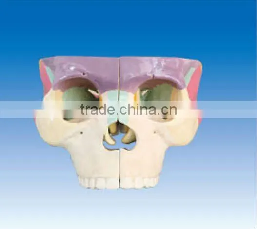 Colored skull base model