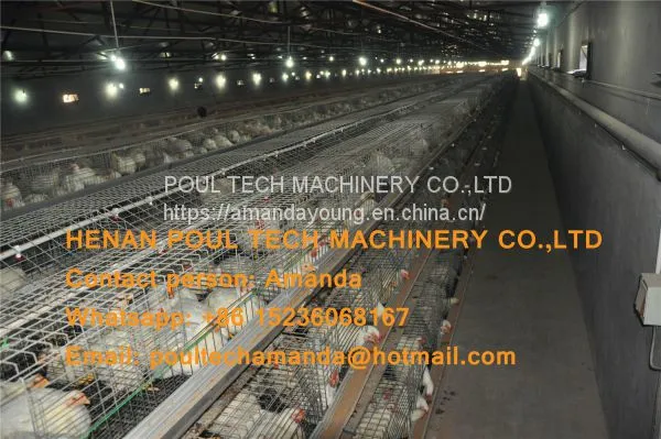 Saudi Arabia Broiler Farming A Frame Full Automatic Broiler Cage & Chicken Coop & Hot Galvanized Cage to Improve Meat Production photo-4