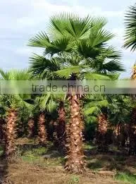 Washingtonia Robusta, Palm Tree