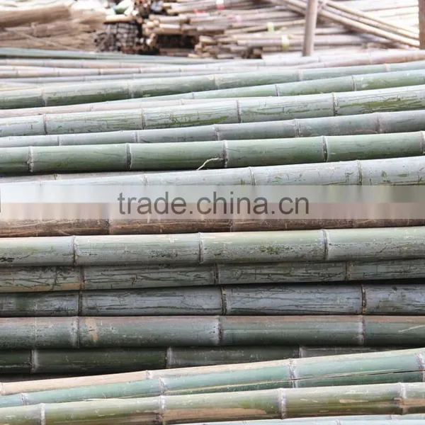 Bamboo Poles and Bamboo Bent Pole photo-3
